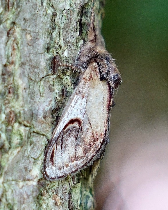 pebble prominent